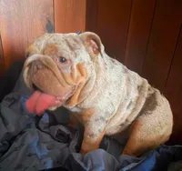 Mafi , a female English Bulldog for sale in Cambridge, OH – 1 of 3