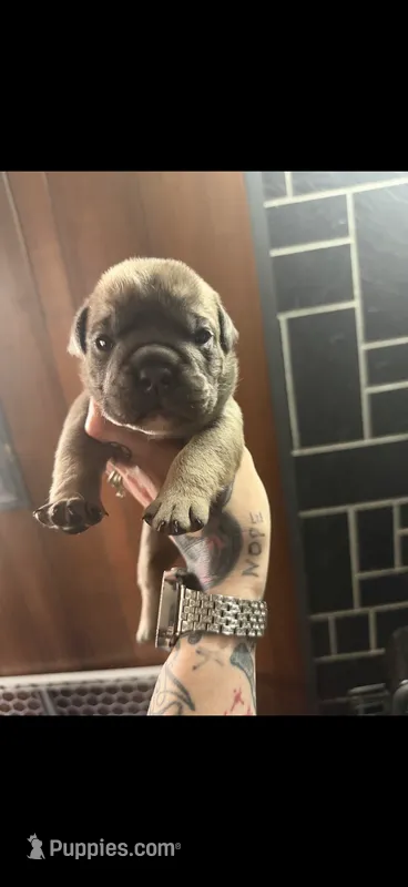 Sable male  – English Bulldog puppy for sale in Wheeling, WV