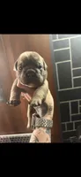 Sable male , a male English Bulldog for sale in Wheeling, WV – 1 of 2