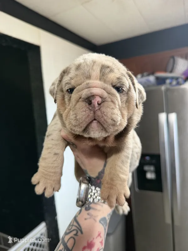 Lilac Merle female  – English Bulldog puppy for sale in Cambridge, OH