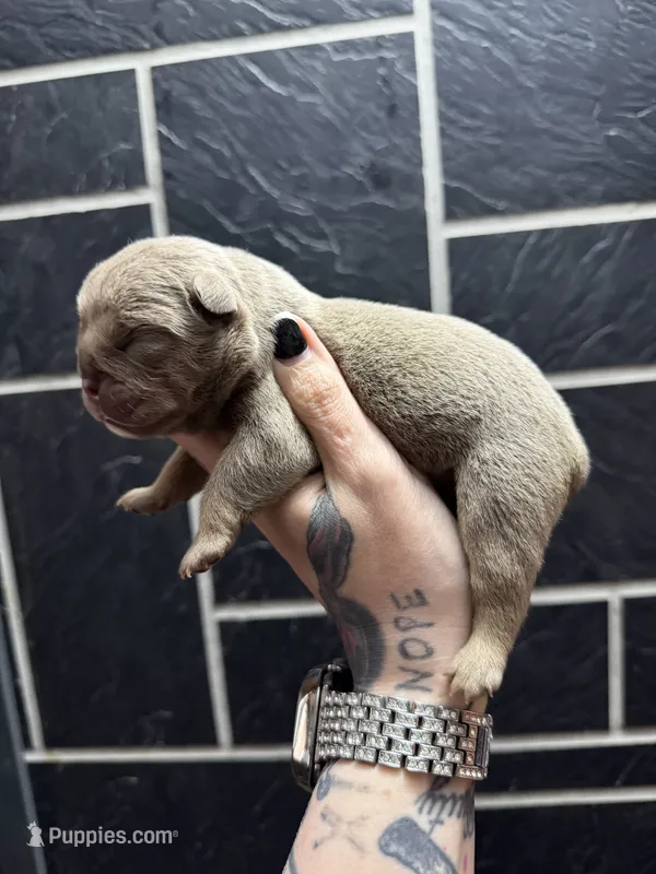 Lilac full suit girl 2 – English Bulldog puppy for sale in Cambridge, OH