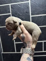 Lilac full suit girl 2, a female English Bulldog for sale in Cambridge, OH – 1 of 1