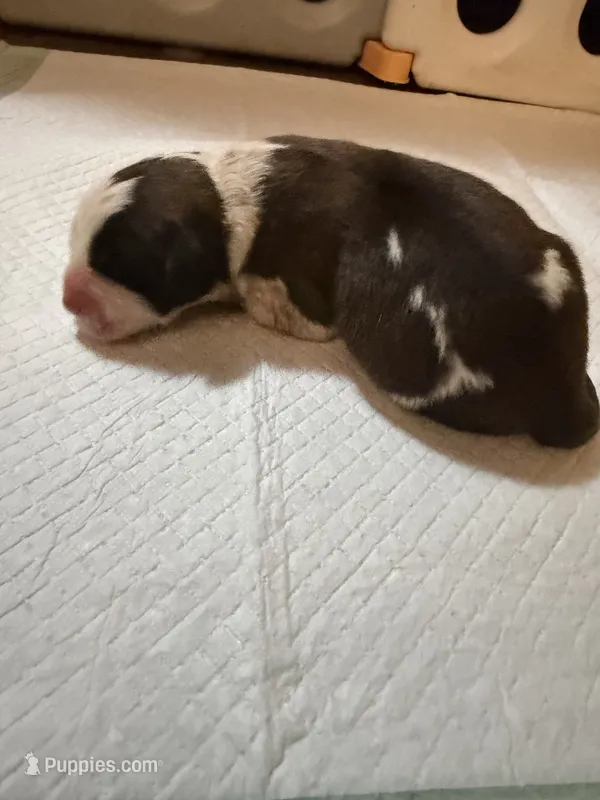 Boy 1 – Saint Bernard puppy for sale in Wheeling, WV