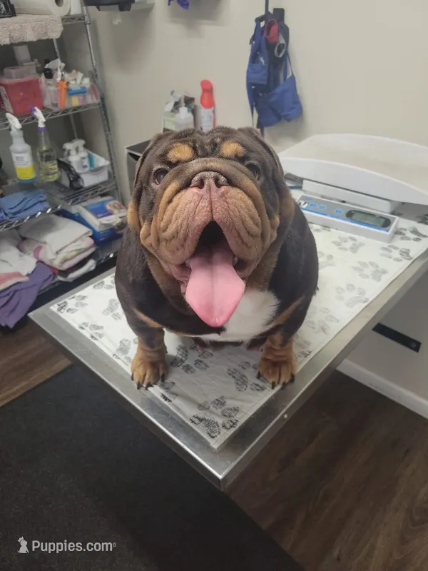 Milkshake – English Bulldog puppy for sale in Cambridge, OH