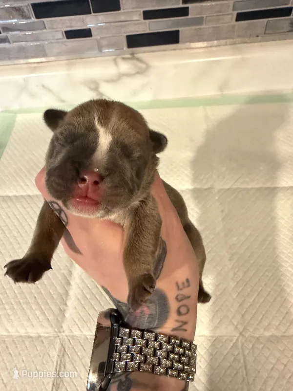 Blue fawn female  – English Bulldog puppy for sale in Wheeling, WV