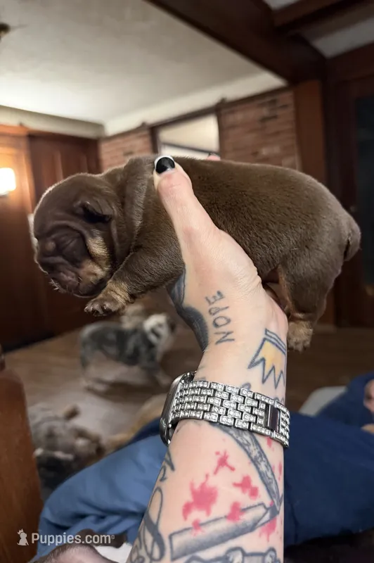 Chocolate male – English Bulldog puppy for sale in Cambridge, OH
