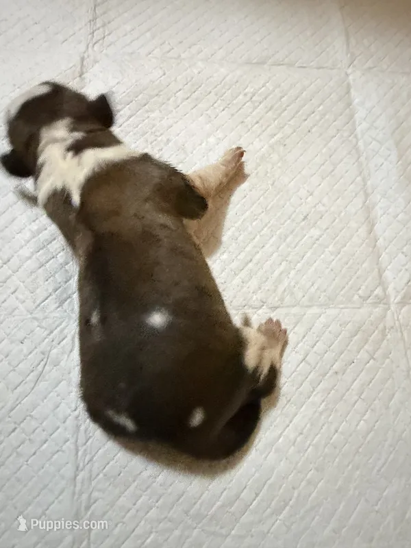 Girl 5  – Saint Bernard puppy for sale in Wheeling, WV