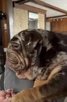 Chocolate full suit male , a female English Bulldog for sale in Wheeling, WV – Photo 4 of 4