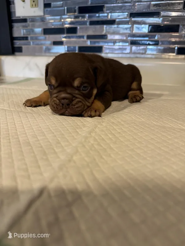 Chocolate full suit male  – English Bulldog puppy for sale in Wheeling, WV