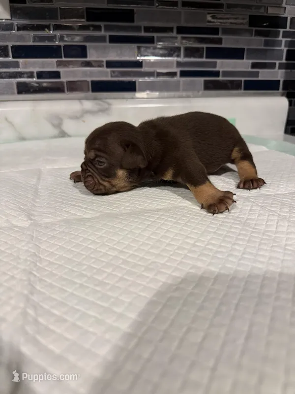 Chocolate full suit male  – English Bulldog puppy for sale in Wheeling, WV