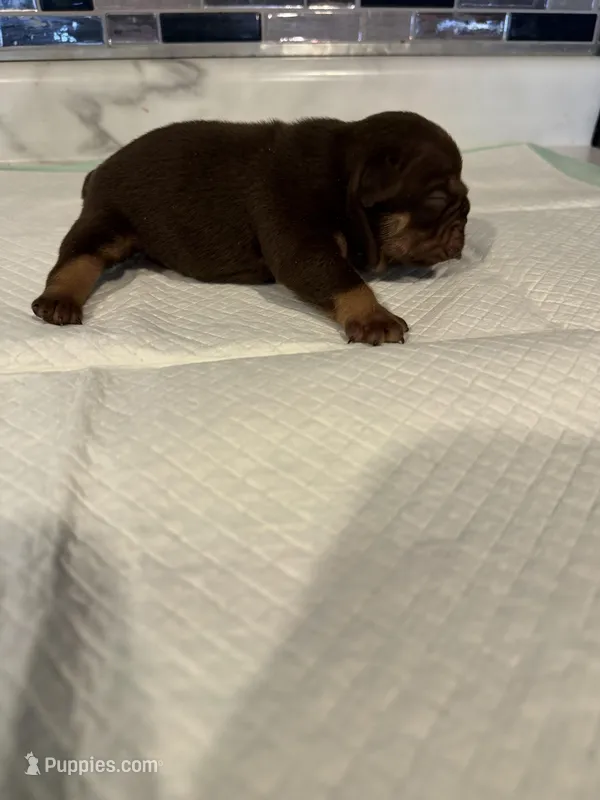 Chocolate full suit male 