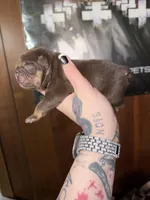 Chocolate full suit male , a female English Bulldog for sale in Wheeling, WV – Photo 1 of 4