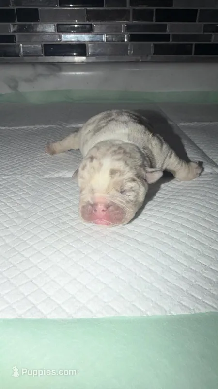 Lilac Merle female  – English Bulldog puppy for sale in Cambridge, OH
