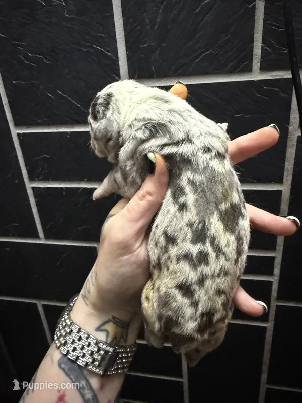 Raspberry – English Bulldog puppy for sale in Cambridge, OH