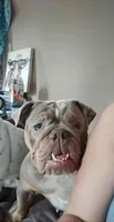 Reen, a female English Bulldog for sale in Wheeling, WV – 2 of 3