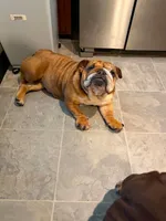 Sunny, a female English Bulldog for sale in Wheeling, WV – 2 of 3