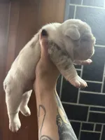 Lilac Merle male, a male English Bulldog for sale in Wheeling, WV – 4 of 8