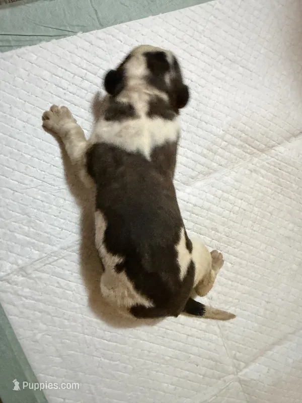 Girl 2  – Saint Bernard puppy for sale in Wheeling, WV