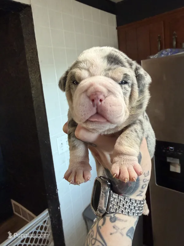 Raspberry – English Bulldog puppy for sale in Cambridge, OH