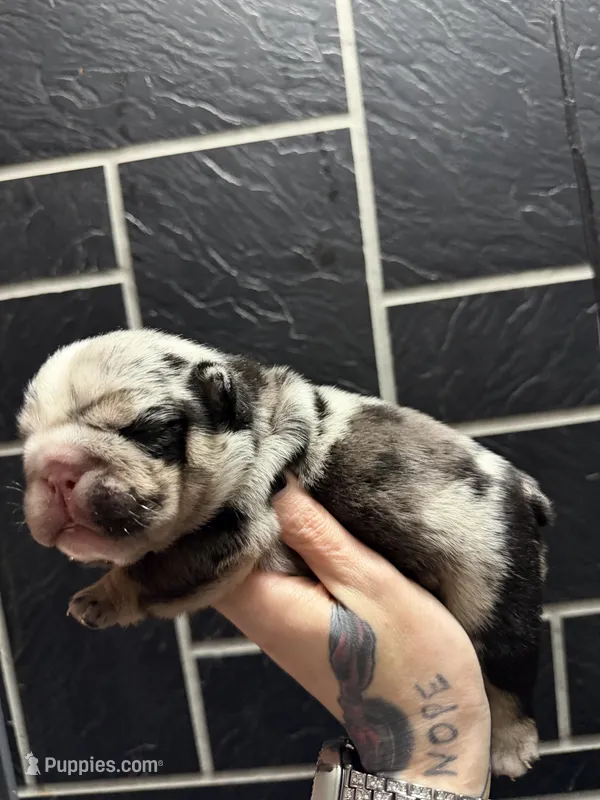 Black Merle Male – English Bulldog puppy for sale in Wheeling, WV