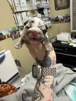 Black Merle Male, a male English Bulldog for sale in Wheeling, WV – Photo 1 of 4