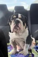 Black Merle Male, a male English Bulldog for sale in Wheeling, WV – Photo 4 of 4