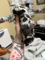 Black Merle Male, a male English Bulldog for sale in Wheeling, WV – Photo 2 of 4