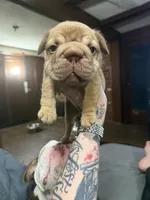 Tiny , a female French Bulldog for sale in Cambridge, OH – 3 of 6