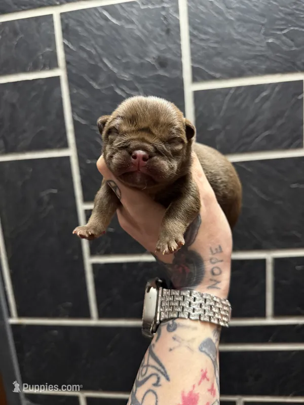 Chocolate full suit male – English Bulldog puppy for sale in Cambridge, OH