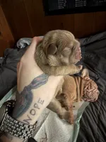 Nugget, a female French Bulldog for sale in Cambridge, OH – 3 of 6