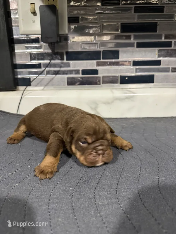 Chocolate male – English Bulldog puppy for sale in Cambridge, OH