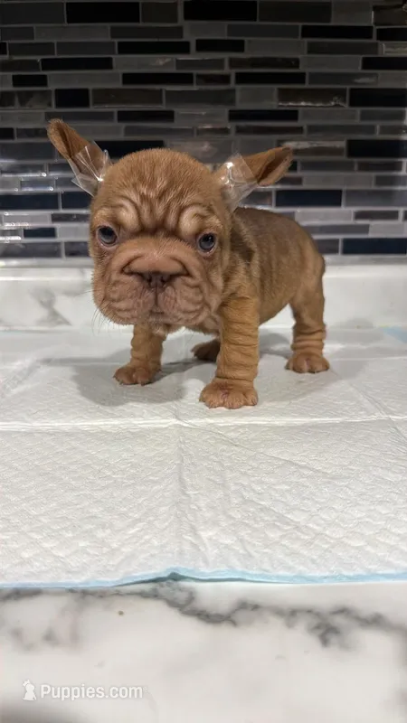 Tiny  – French Bulldog puppy for sale in Cambridge, OH