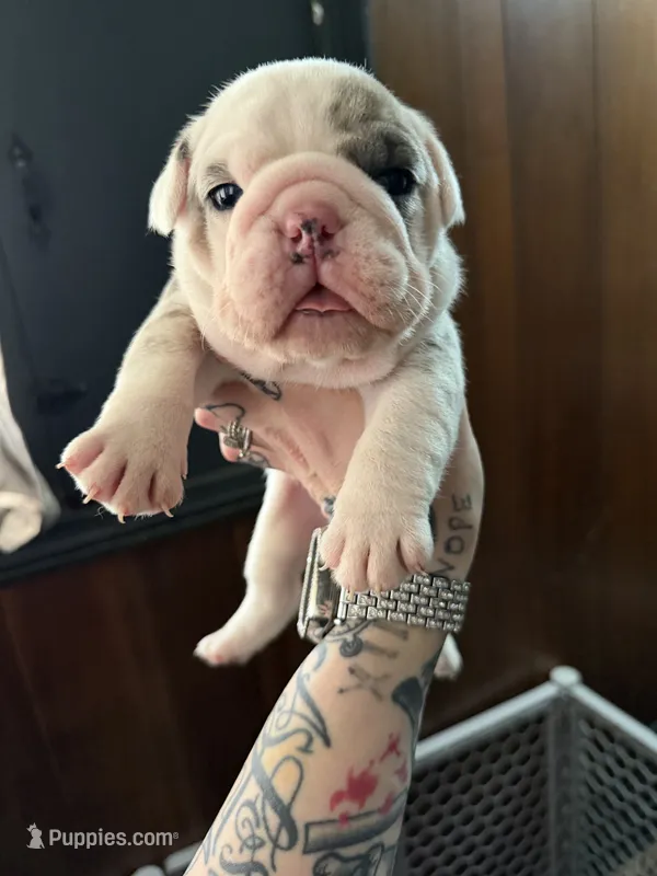 Lilac Merle male – English Bulldog puppy for sale in Wheeling, WV