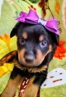 Girl 2, a female Rottweiler for sale in Cambridge, OH – 1 of 1