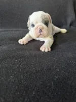 Lilac Merle male, a male English Bulldog for sale in Claysville, PA – 2 of 4