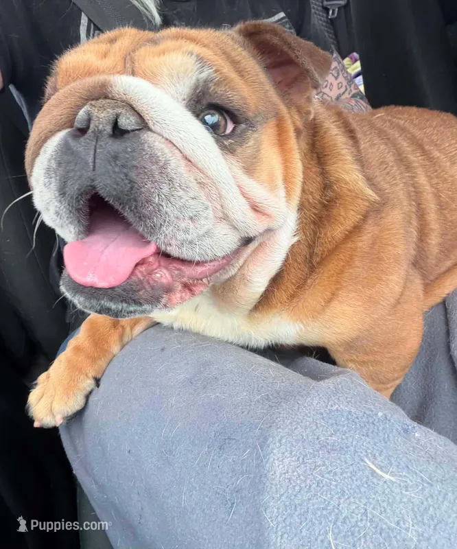 Sunny – English Bulldog puppy for sale in Wheeling, WV