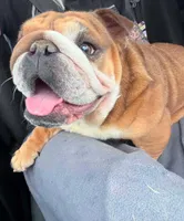 Sunny, a female English Bulldog for sale in Wheeling, WV – 1 of 3
