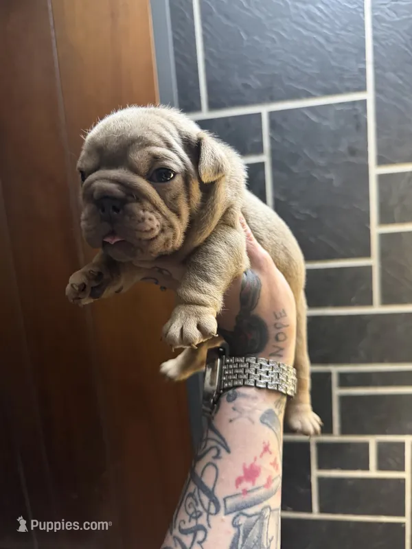 Lilac full suit girl 2 – English Bulldog puppy for sale in Cambridge, OH