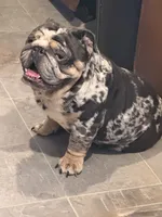Blue Merle male, a male English Bulldog for sale in Wheeling, WV – 4 of 5