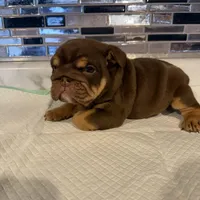 Milkyway , a female English Bulldog for sale in Wheeling, WV – Photo 4 of 8