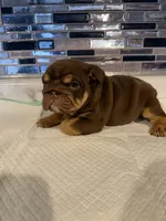 Milkyway , a female English Bulldog for sale in Wheeling, WV – Photo 4 of 5