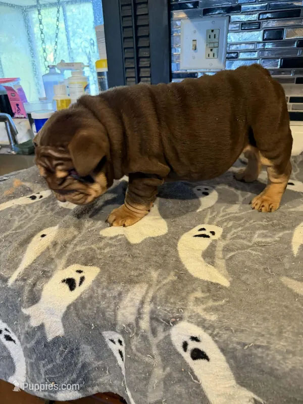 Milkyway  – English Bulldog puppy for sale in Wheeling, WV