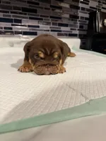 Milkyway , a female English Bulldog for sale in Wheeling, WV – Photo 8 of 8