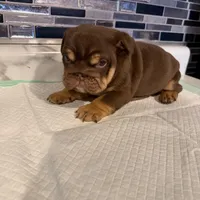 Milkyway , a female English Bulldog for sale in Wheeling, WV – Photo 3 of 8