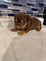 Milkyway , a female English Bulldog for sale in Wheeling, WV – Photo 3 of 5