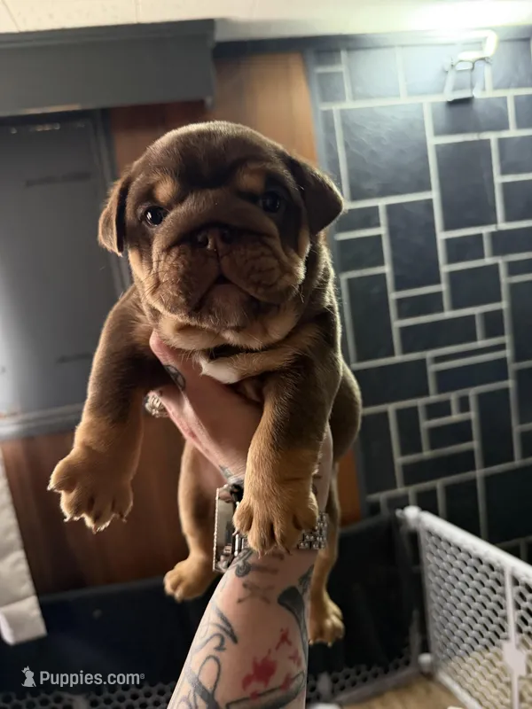 Milkyway , a female English Bulldog for sale in Wheeling, WV – Photo 1 of 5