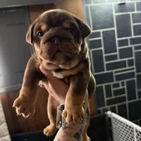 Milkyway , a female English Bulldog for sale in Wheeling, WV – Photo 1 of 8