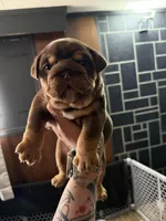 Milkyway , a female English Bulldog for sale in Wheeling, WV – Photo 1 of 5