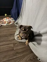 Milkyway , a female English Bulldog for sale in Wheeling, WV – 2 of 10