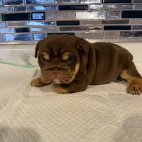 Milkyway , a female English Bulldog for sale in Wheeling, WV – Photo 5 of 8